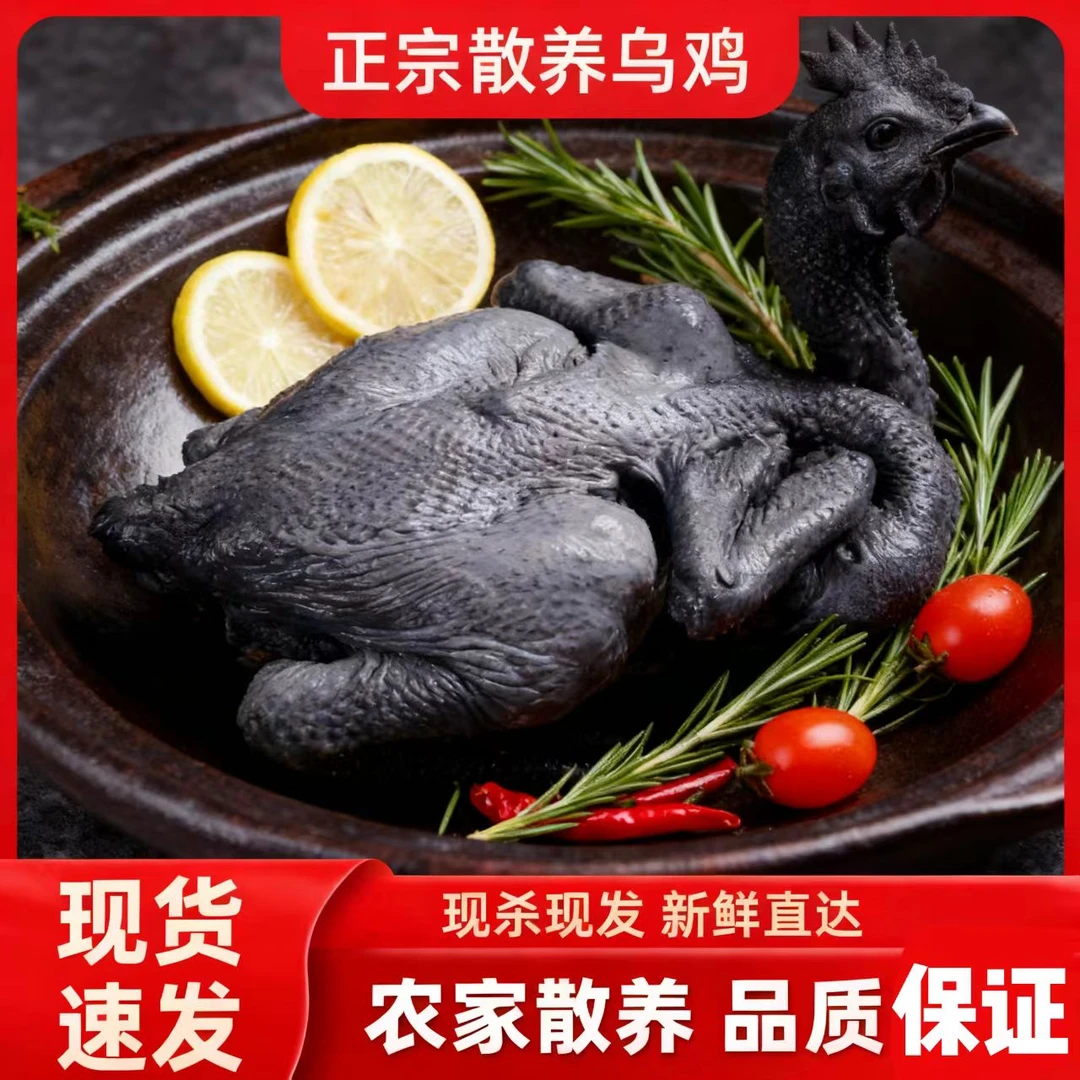 散养白凤乌鸡 现杀新鲜汤鲜肉嫩冷链运输 包冰率10%以内