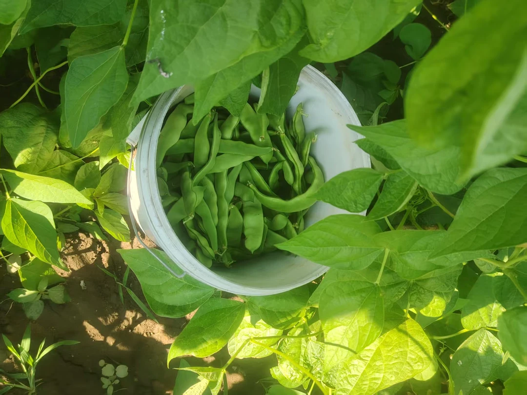 东北小园油豆角开锅就烂