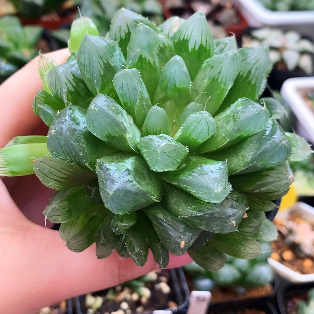 彩虹玉露，一物一拍，欢迎选购