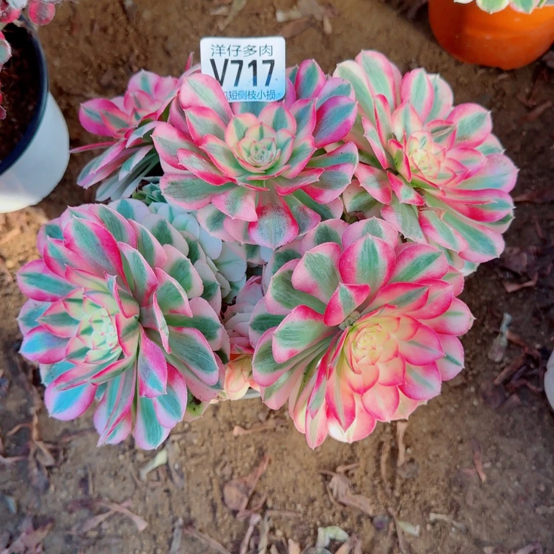 倾城法师717冠幅20