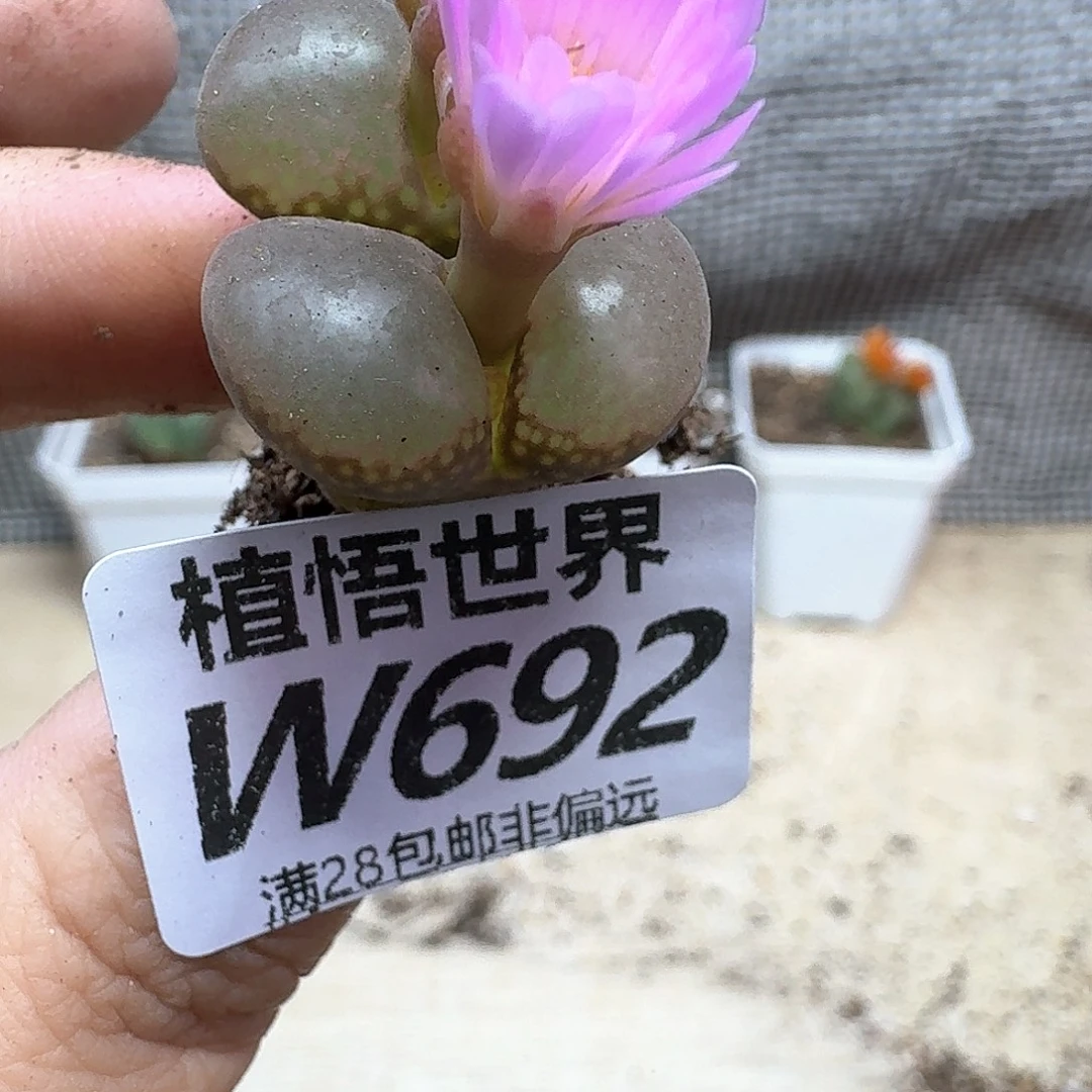多肉植物的人生fvb