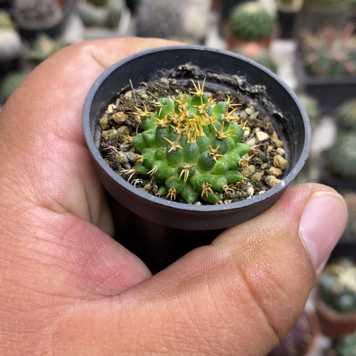 短豪刺情丝特价福利