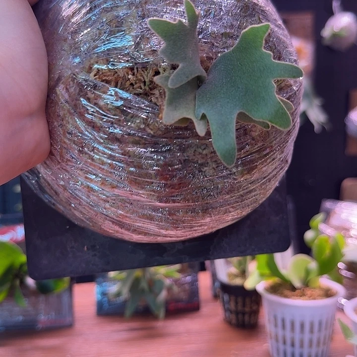 不开花植物foythong dwarf 侧芽