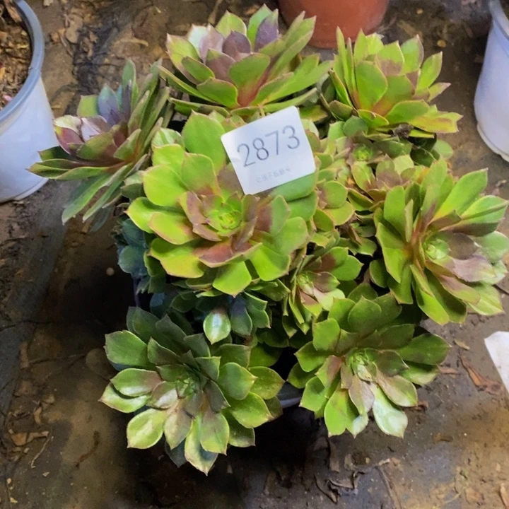 桃花石多肉断头不包2873