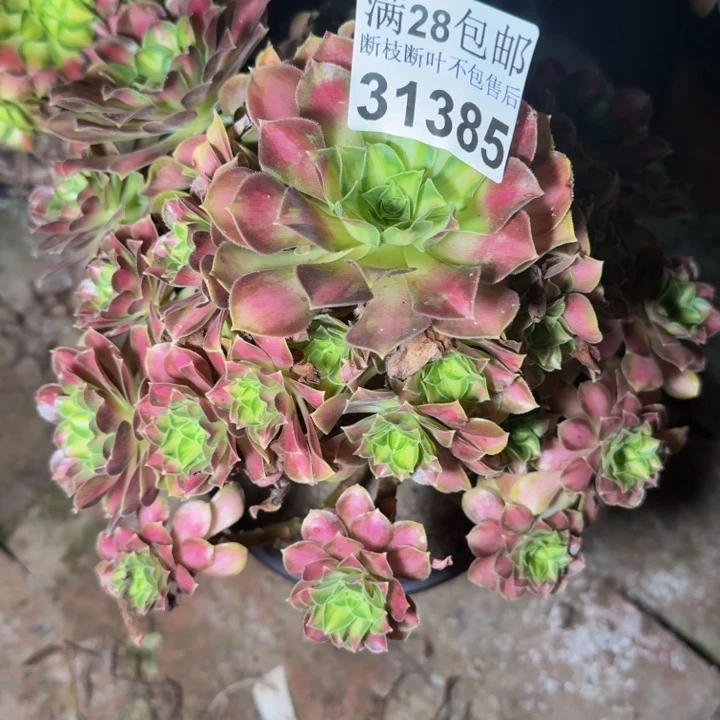 31385韶华多肉植物