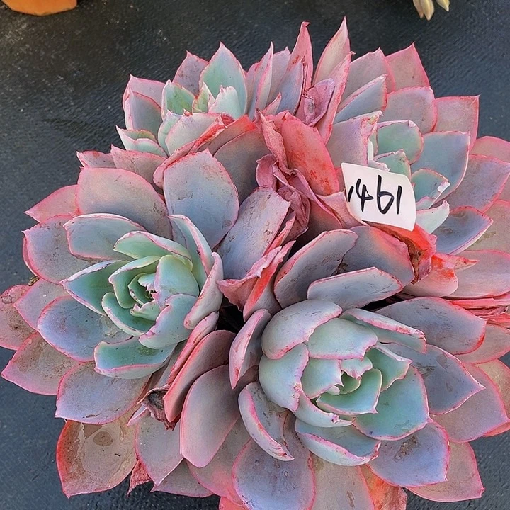 黑*晚爽仙子1461