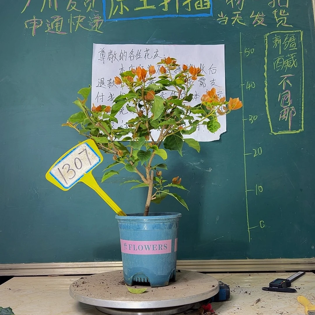 当前无花栽培后可以开花橙九月 1307