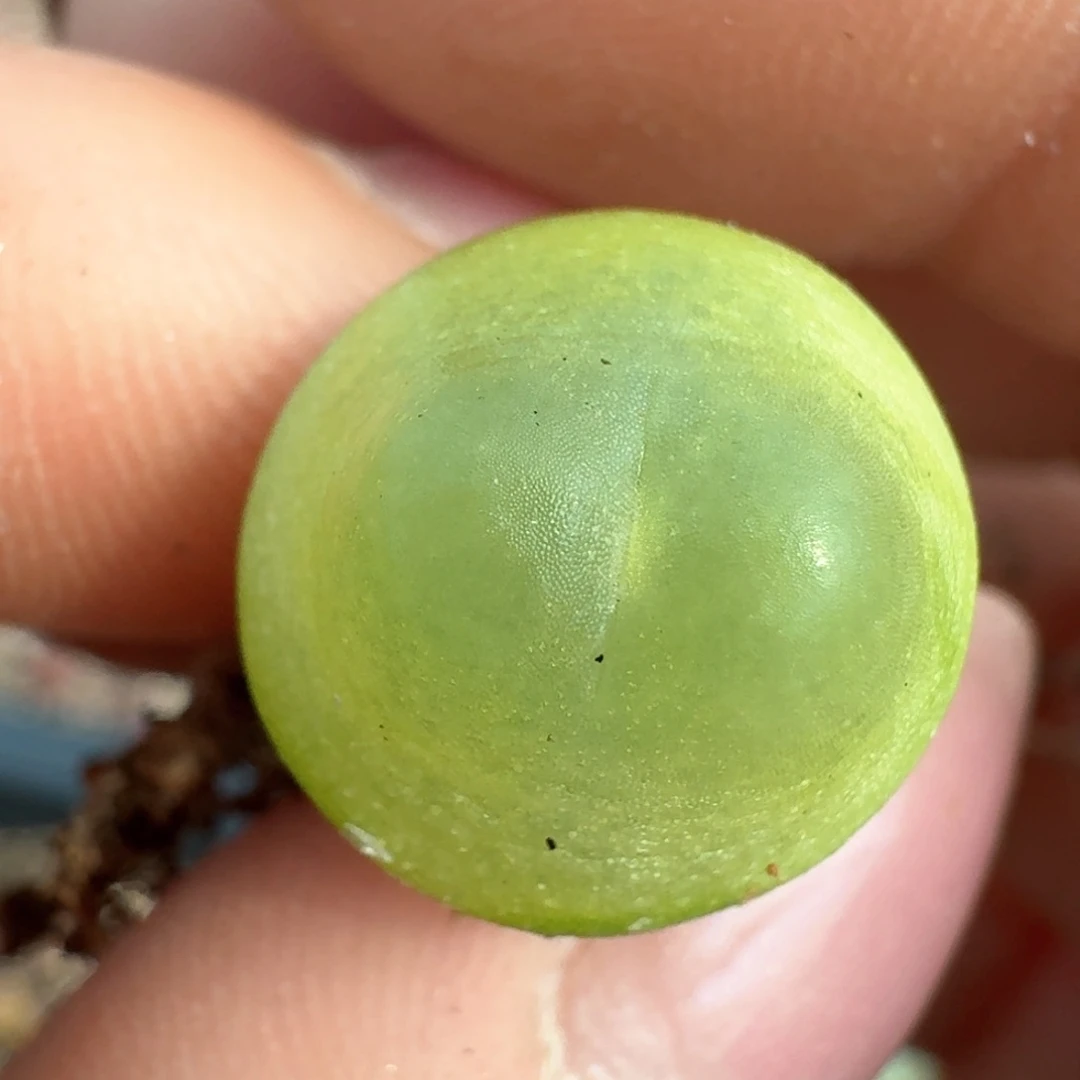 66拉拉尺寸1.3 000000000