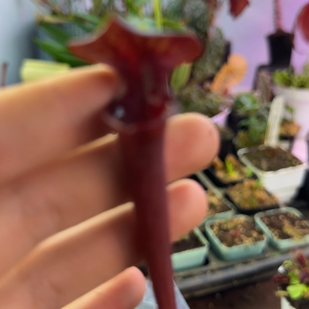 完全开放专拍瓶子草