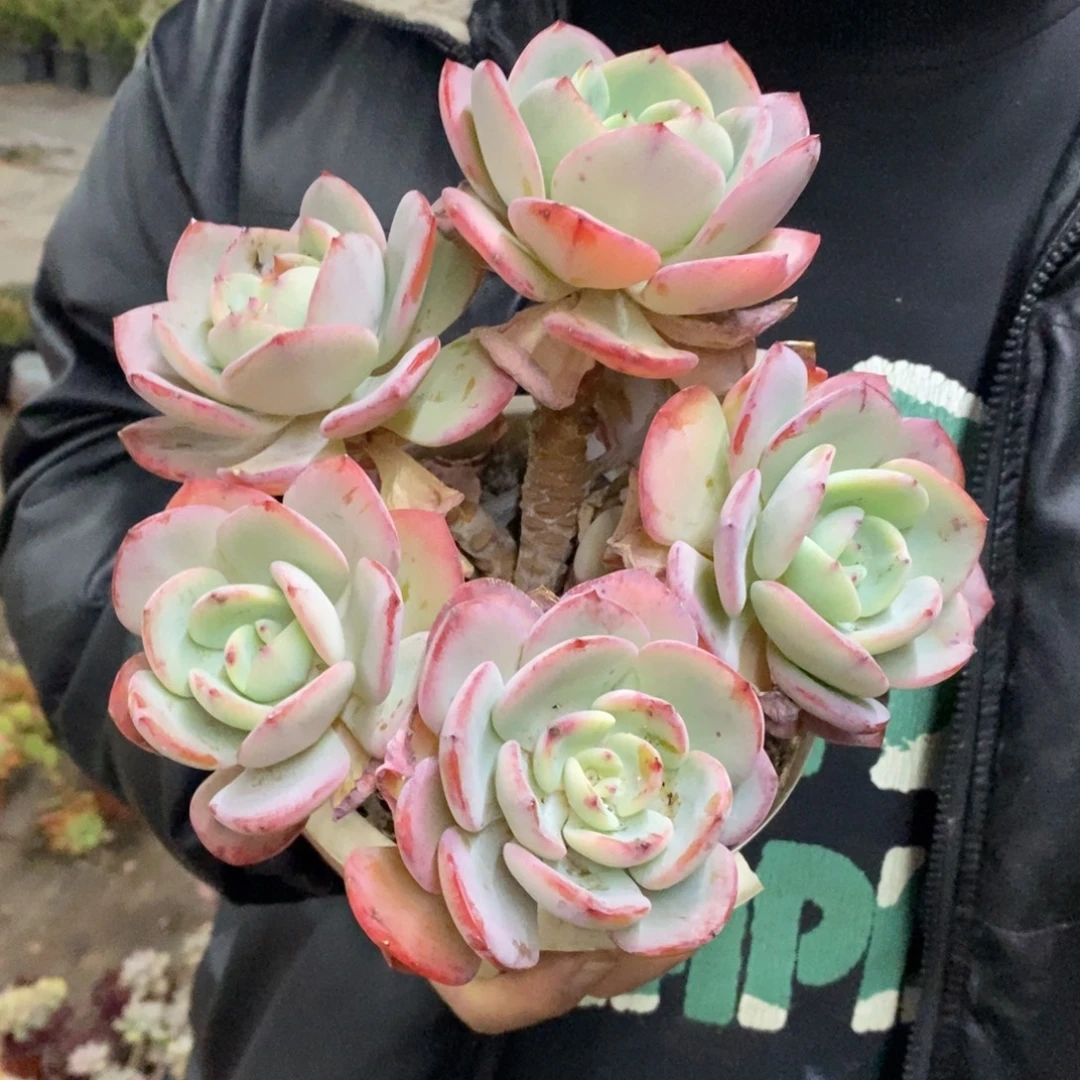 白月光五大头起发，160杯