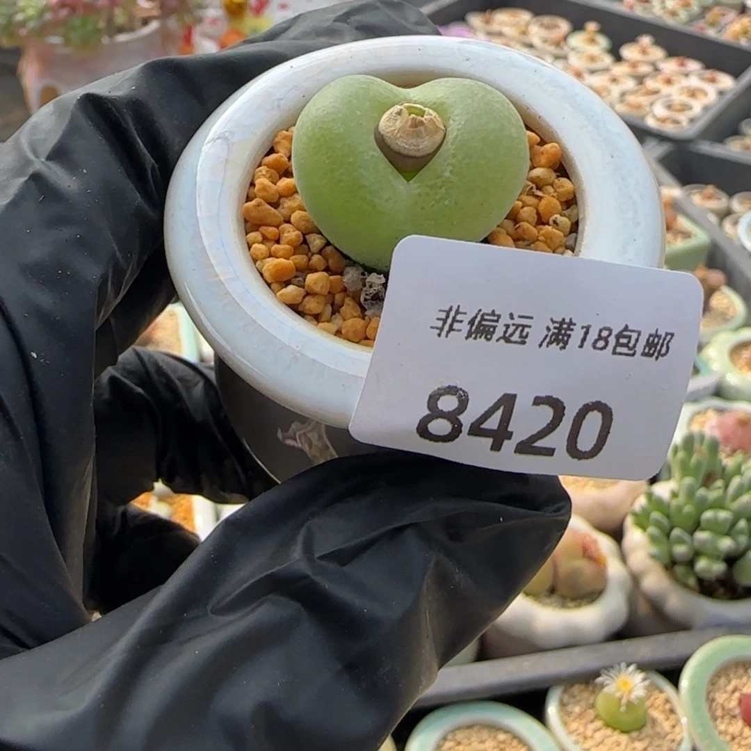 8420--一物一拍 带盆
