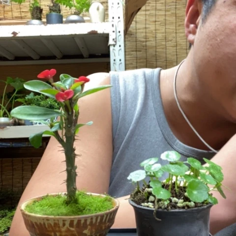 红陶一物一拍所见即所得262