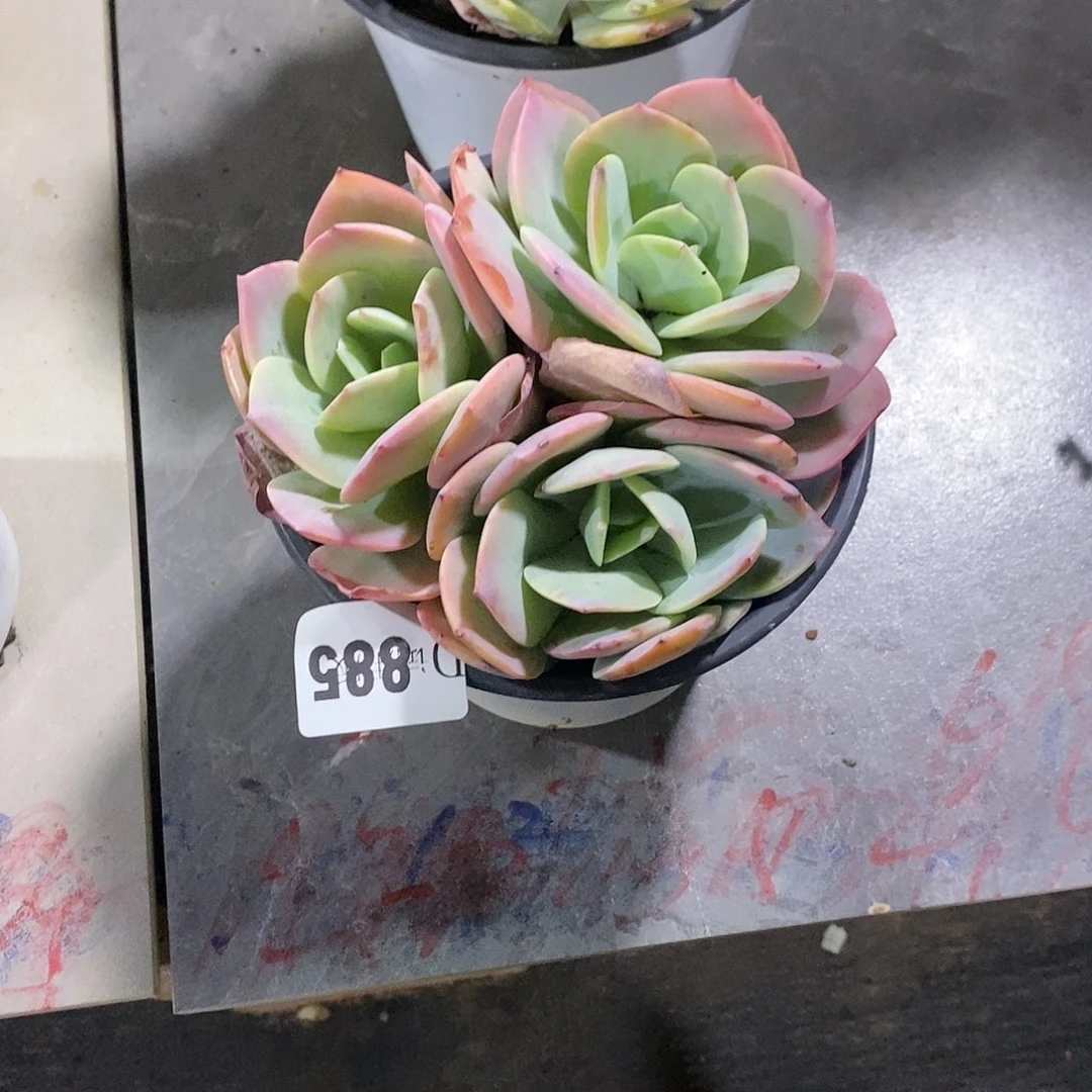 S****姥885血凤多肉植物