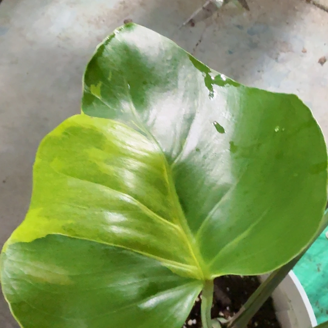 夏***焱无花朵龟背竹一物一拍