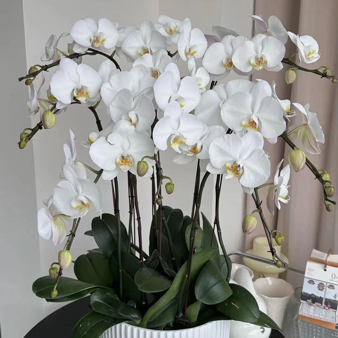 特大蝴蝶兰盆栽带花苞室内客厅鲜花装饰佳品【大白V3】