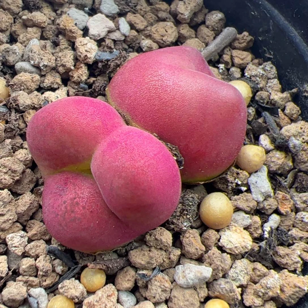 083号 水蜜桃 多肉植物