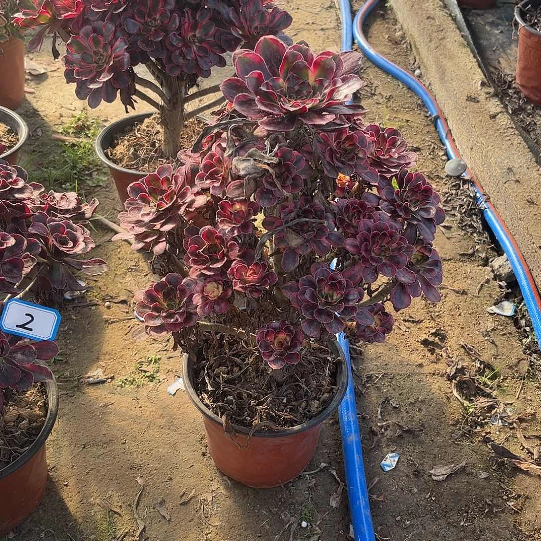3丽娜法师多肉植物