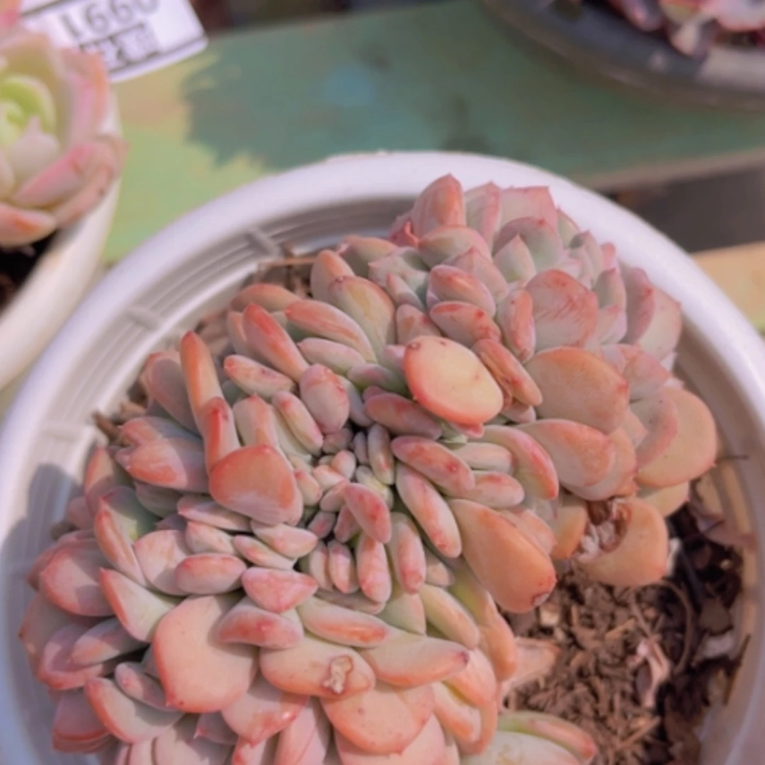 【闪购商品】玛瑙缀0992