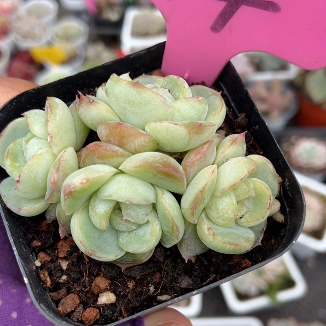 14胖虎珍妮多肉植物