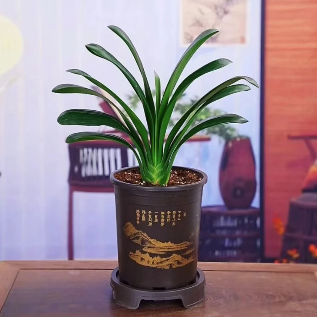 补贴价【带盆8-10片叶君子兰】绿植盆栽花卉植物室内办公室桌面