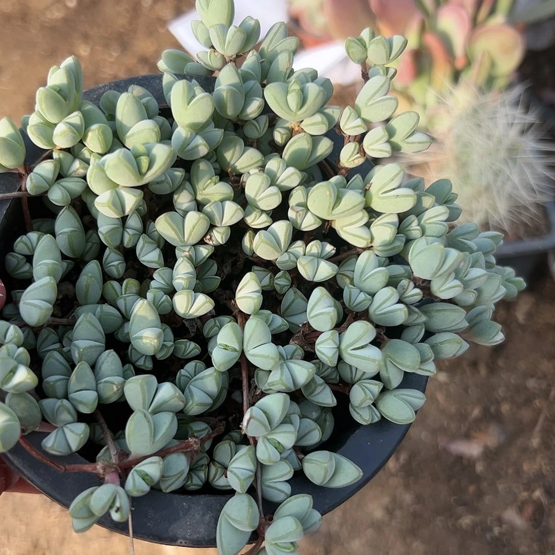 多肉植物带盆碧玉莲