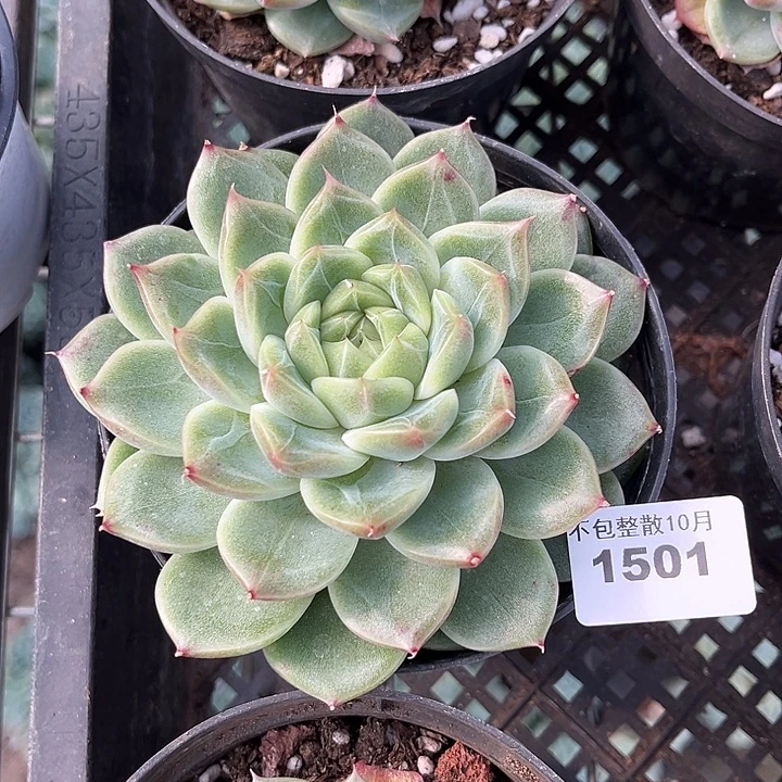 阿雅园艺。       1501钻石珍妮