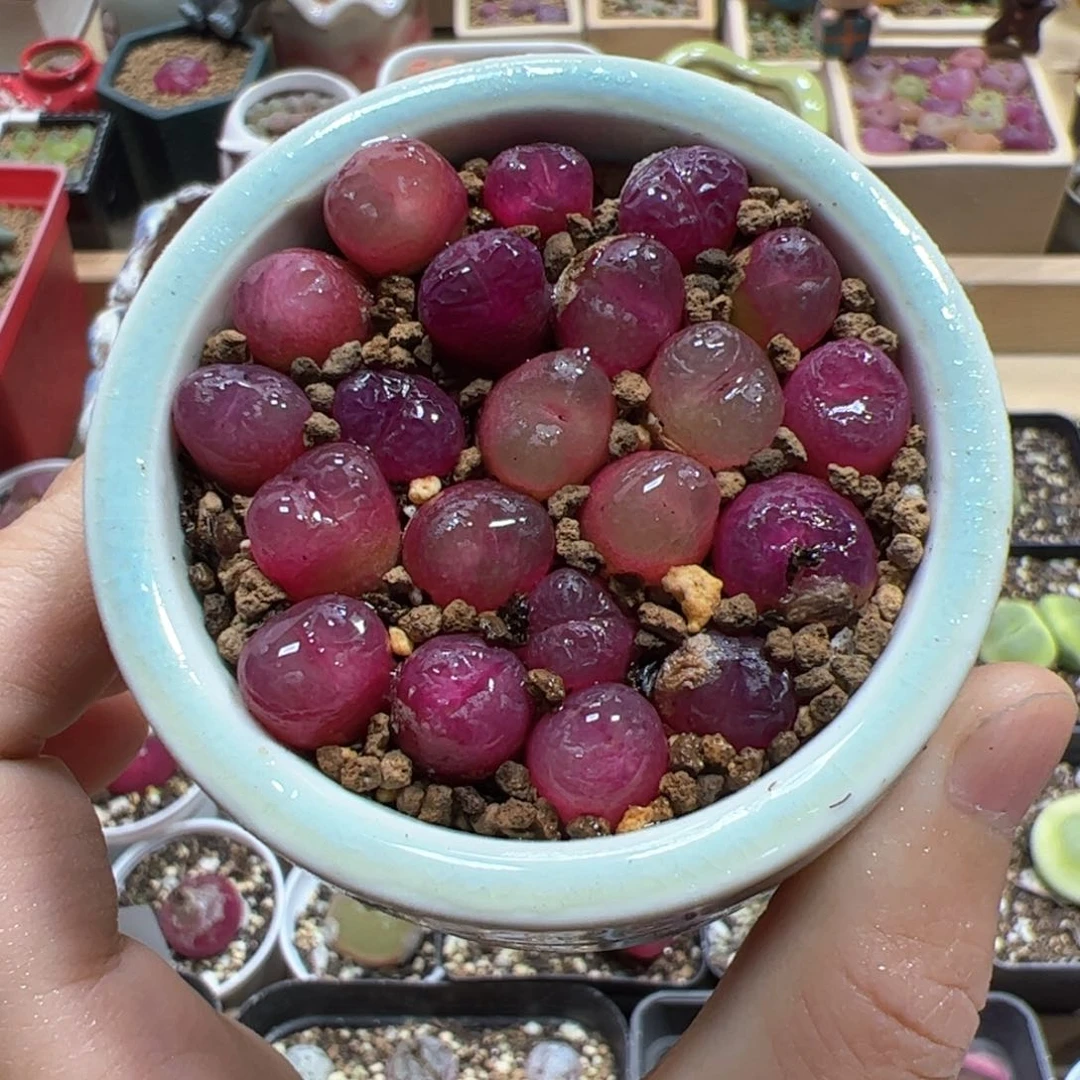 【闪购商品】吕氏红宝石10颗0.9cm