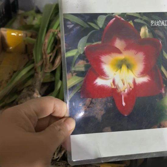 当前无花栽培后可以开花烈焰红唇5厘米裸根球