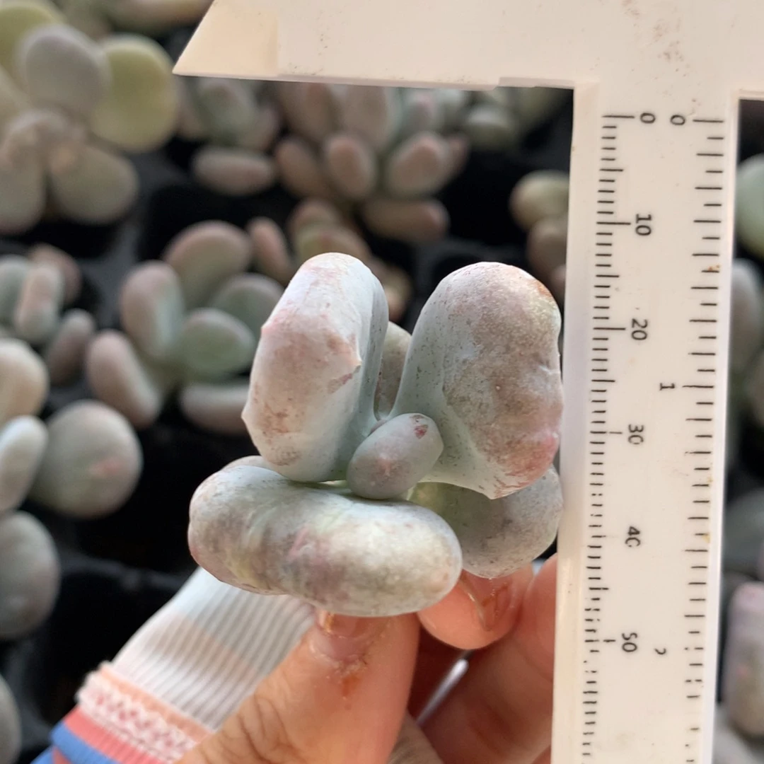 油煎奶酪砍头哈哈哈