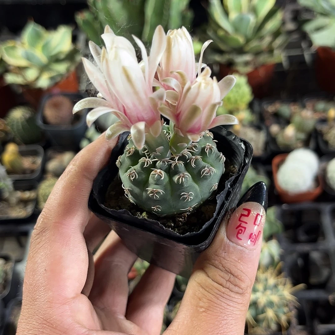 瑞昌玉单头发货有根