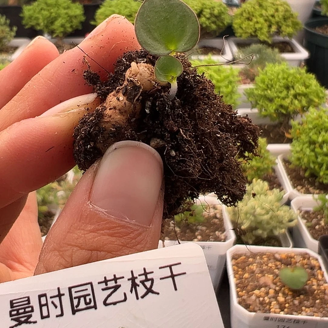 N****'311号红边爱心11.12多肉
