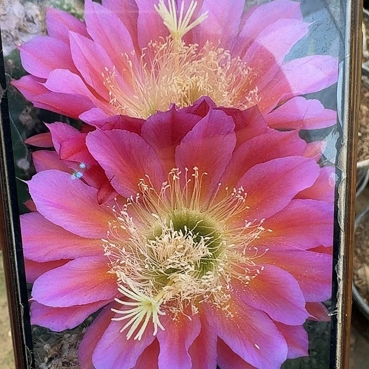 飞碟侧芽5公分左右毛花柱