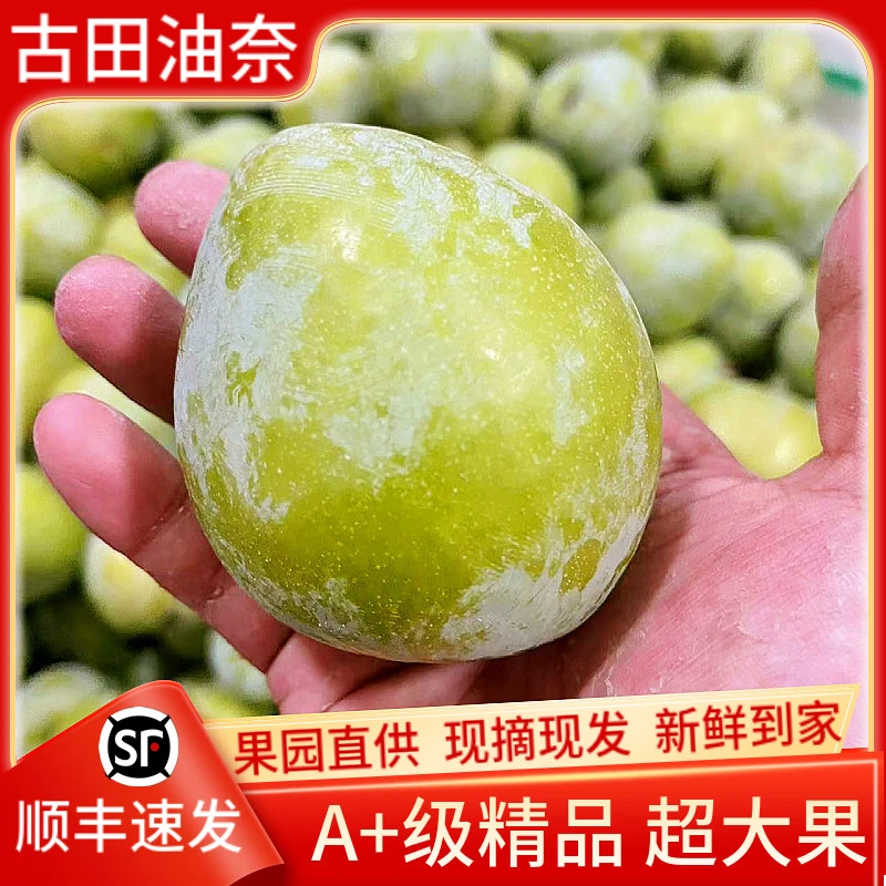 【顺丰快递】福建脆甜油奈李 翡翠奈李 新鲜水果脱骨李 脆甜多汁