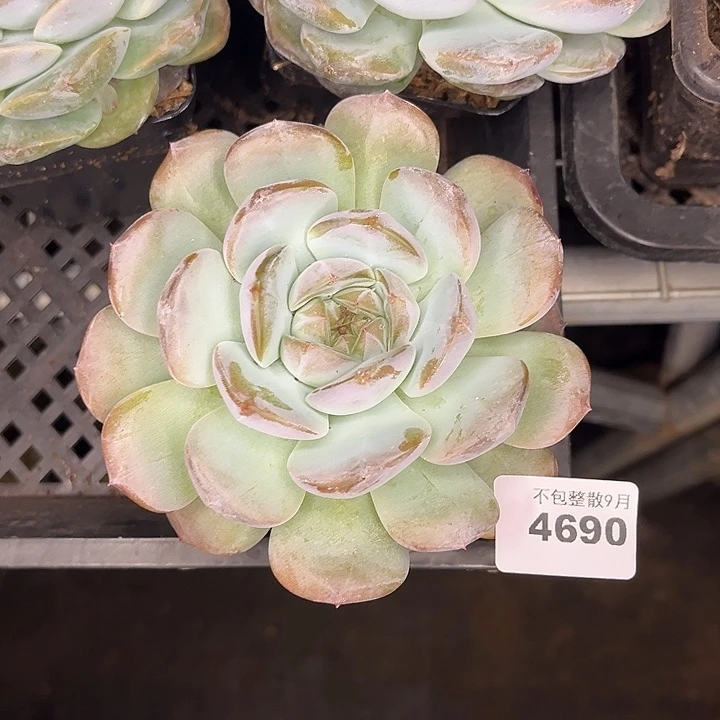 晓***晓阿雅园艺。         4690