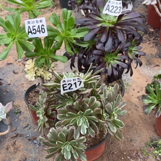 217三个法师不包断枝