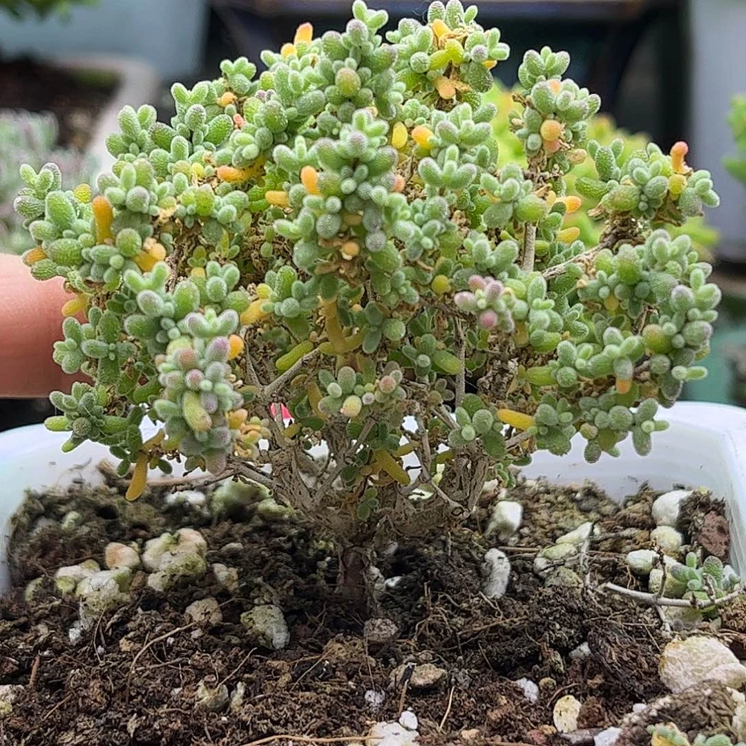 32小小米优选枝干