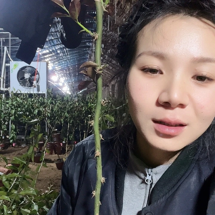 花***瘦0892花容瘦叶仙直杆三颗