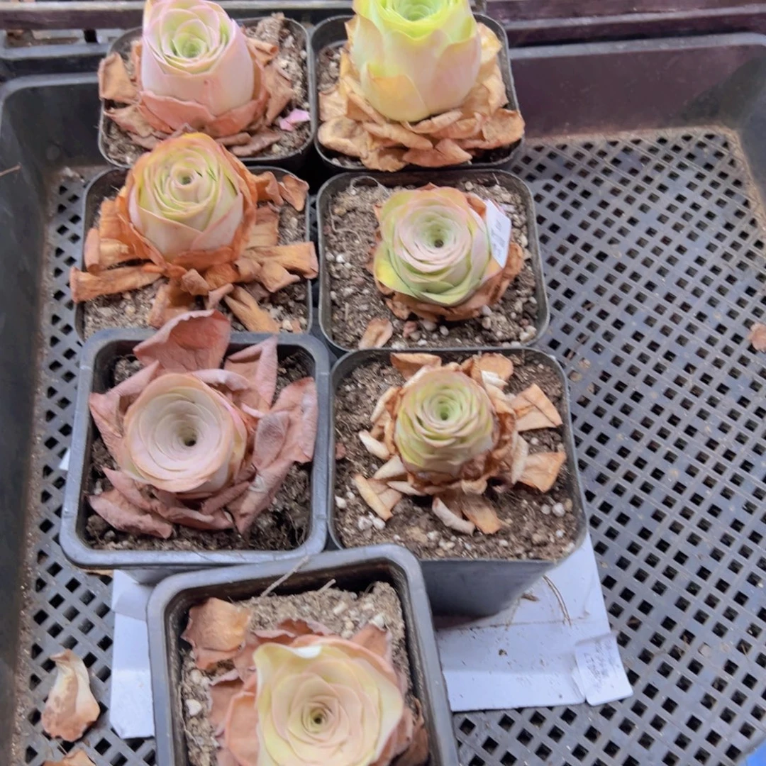 190 山地玫瑰基地发货无售后