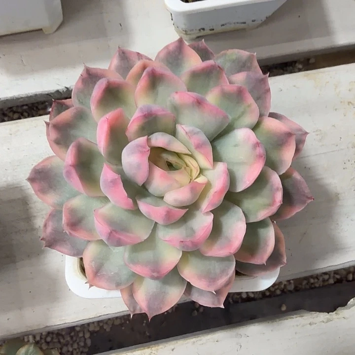 不开花植物草莓蛋糕锦多肉大单头