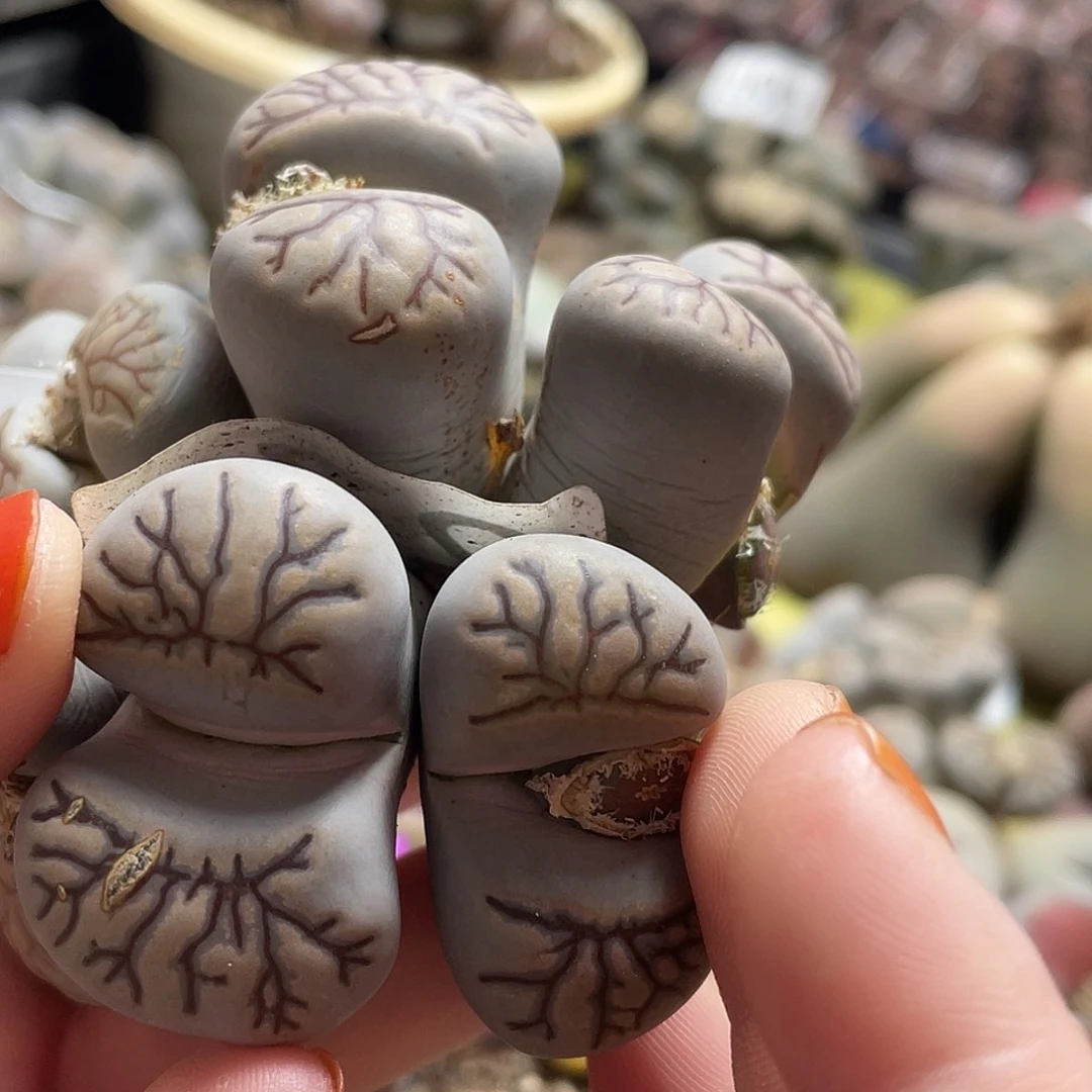 生石花一颗27800