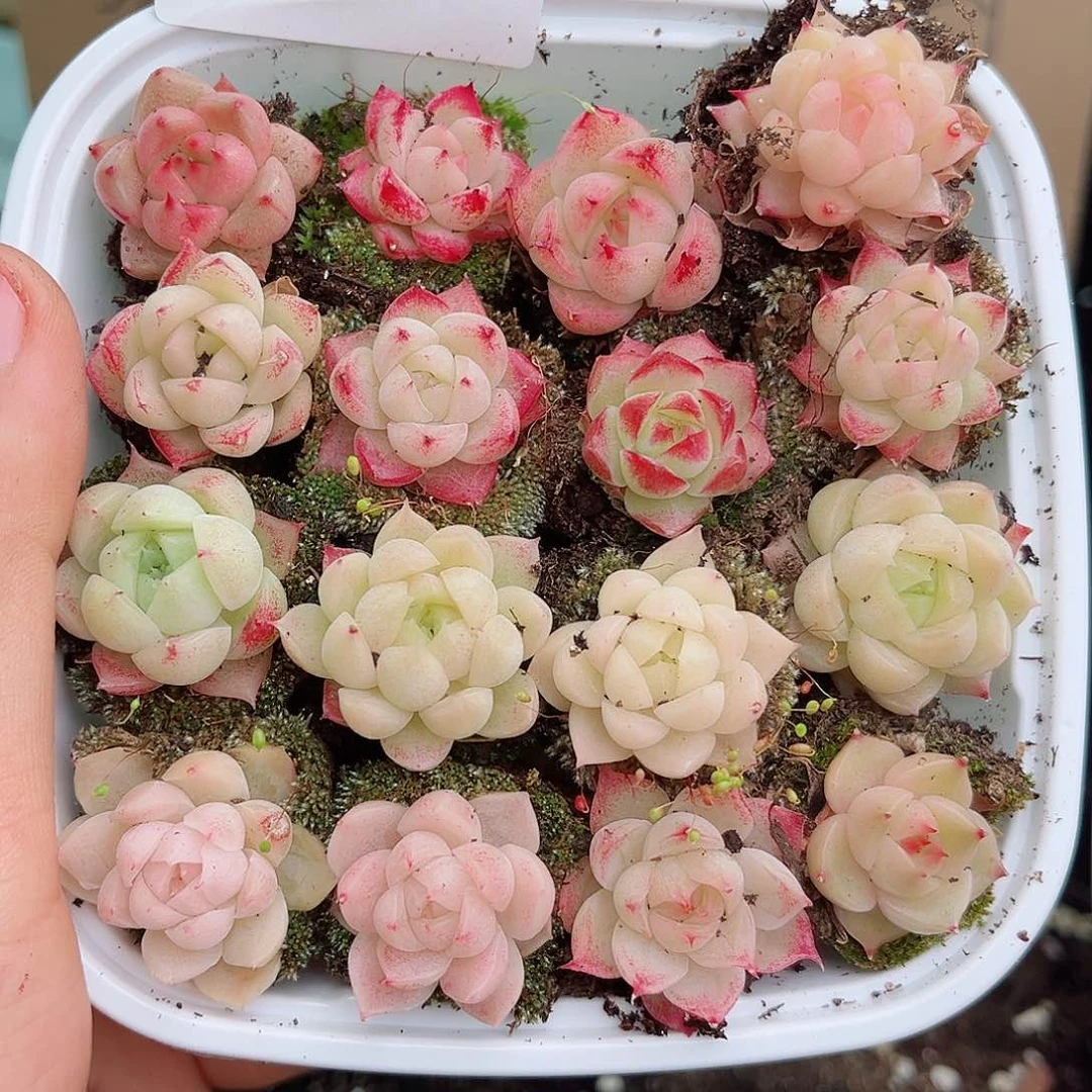 1-599 新疆西藏内蒙不发 12.8包邮2-3公分多肉