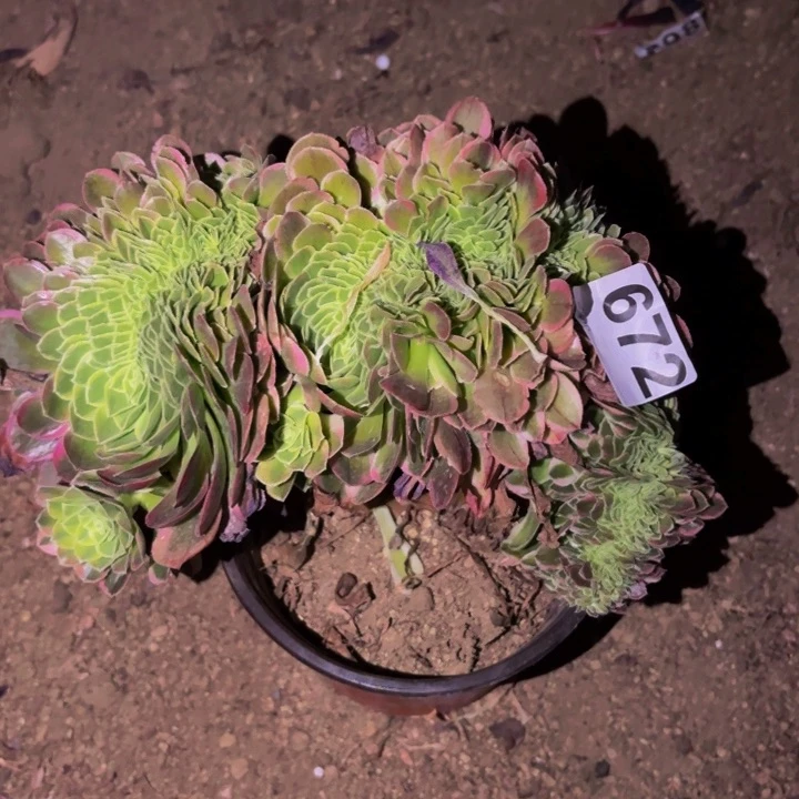 672奶白多肉植物不售后
