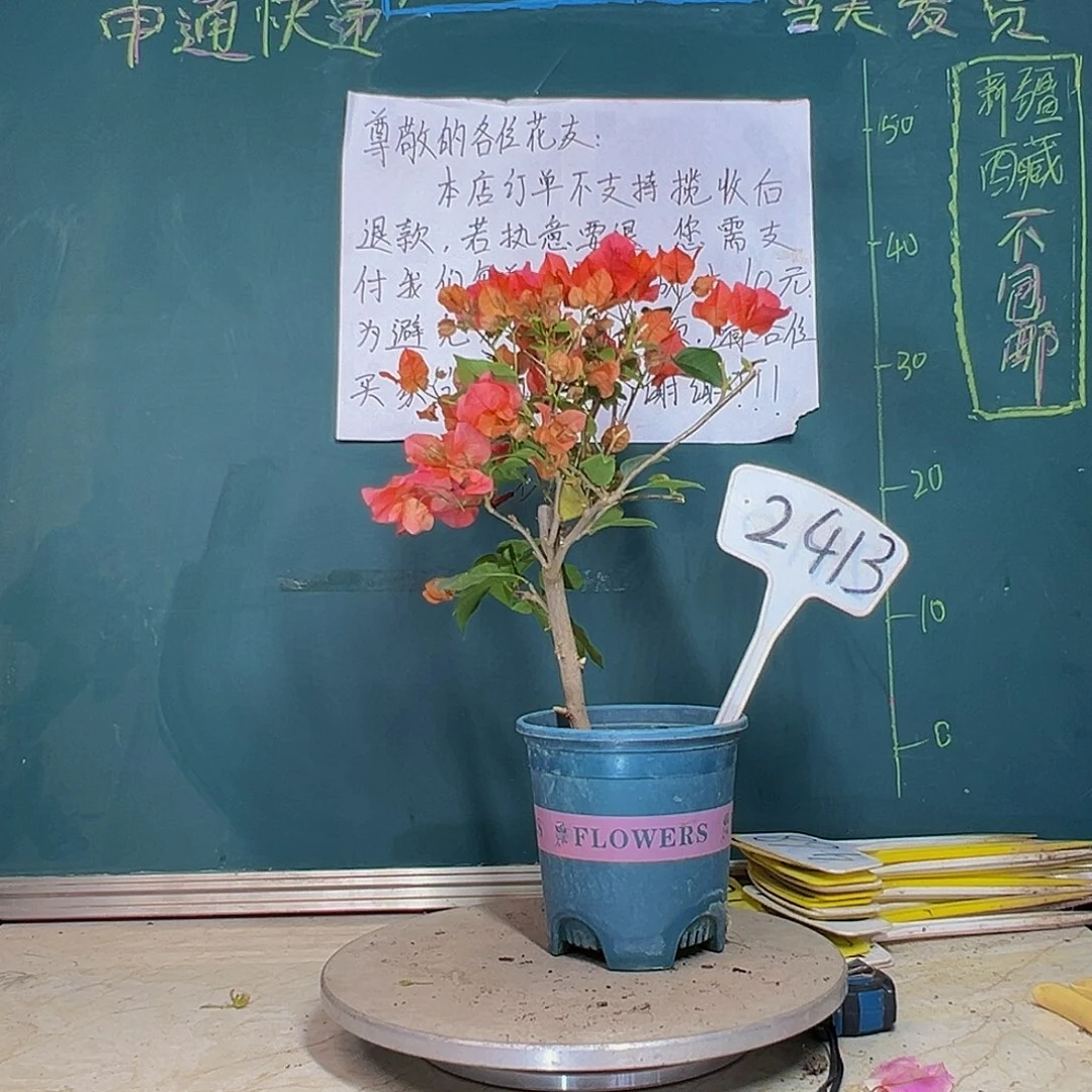 当前无花栽培后可以开花绿叶夕阳红 2413