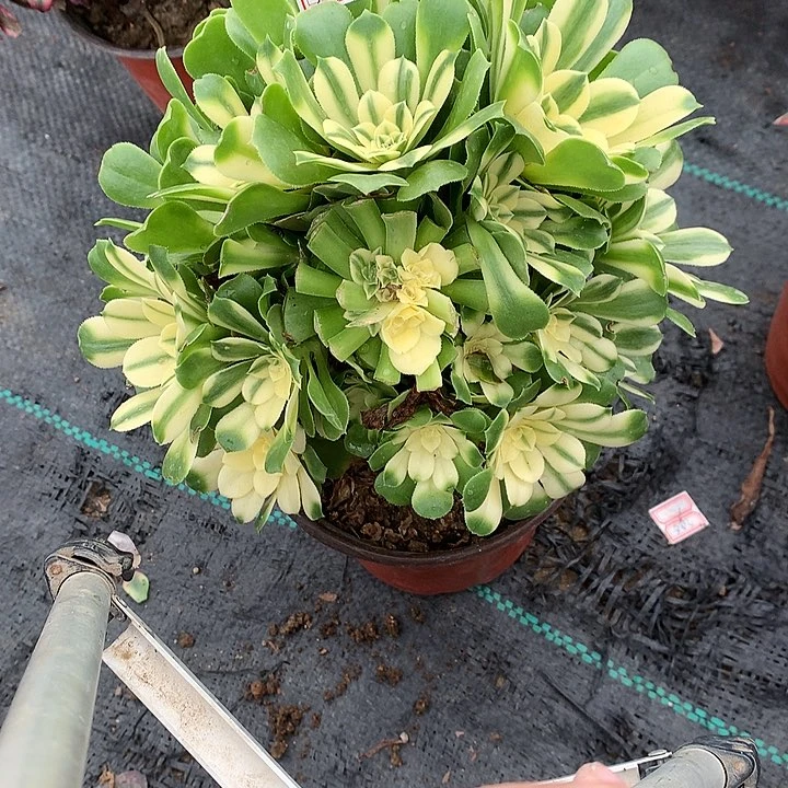 527辛尼亚多肉植物