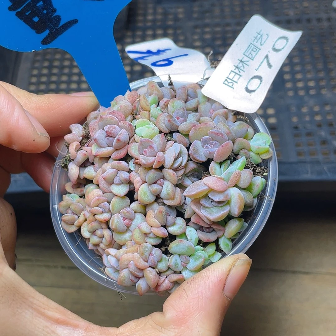 量拍多肉植物多肉植物70