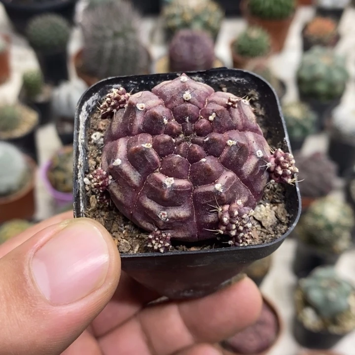 梦想牡丹特价福利