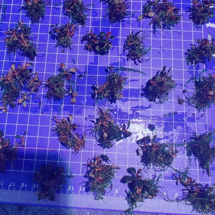 无花朵大象玉9.99一份中秋节快乐
