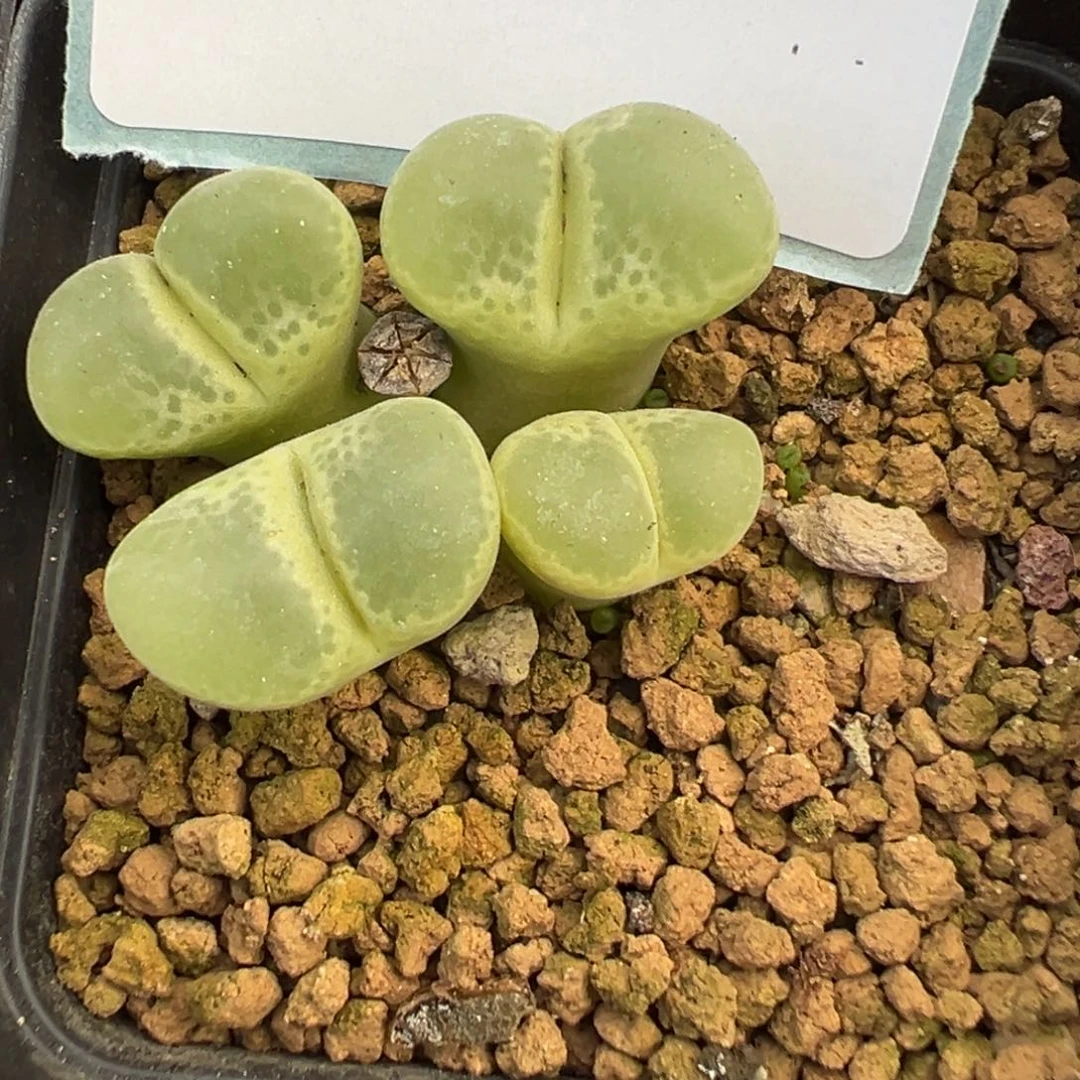 17-15肉锥多肉植物