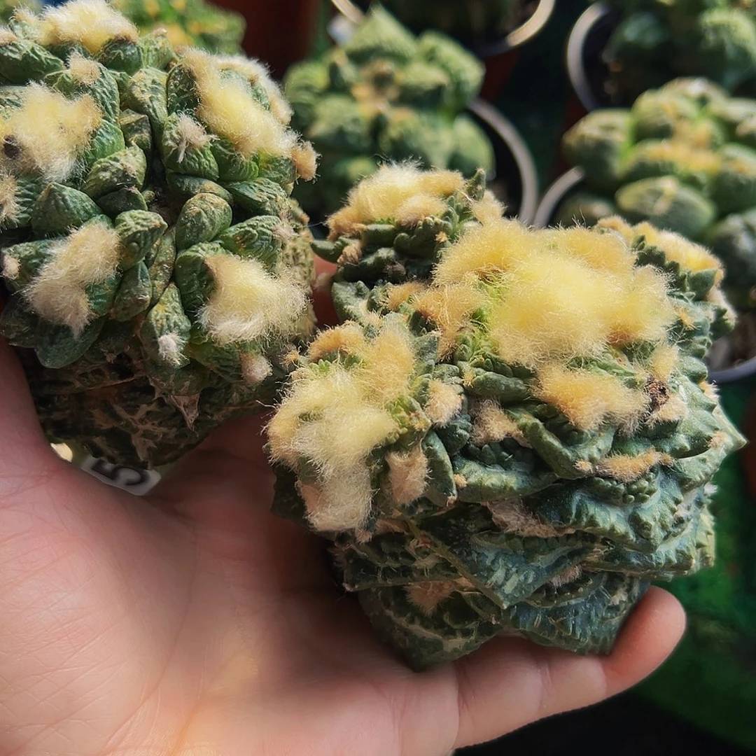 糯***团无花朵三颗牡丹群750.749.751