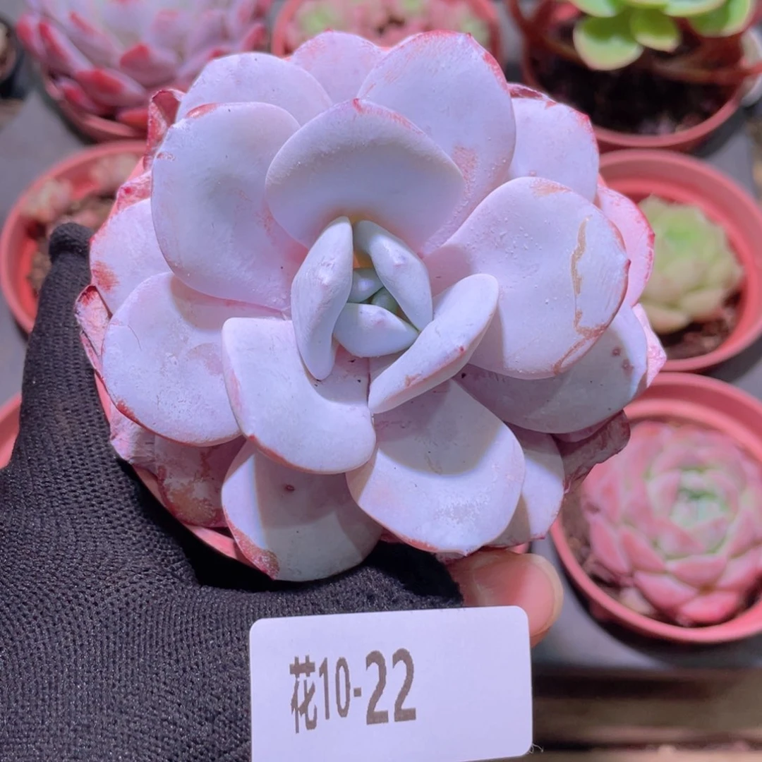 花利美10-22粉雪莲